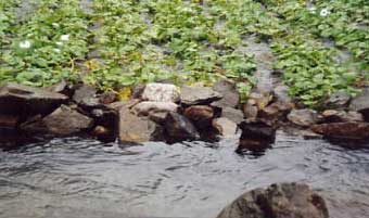 水わさび畑